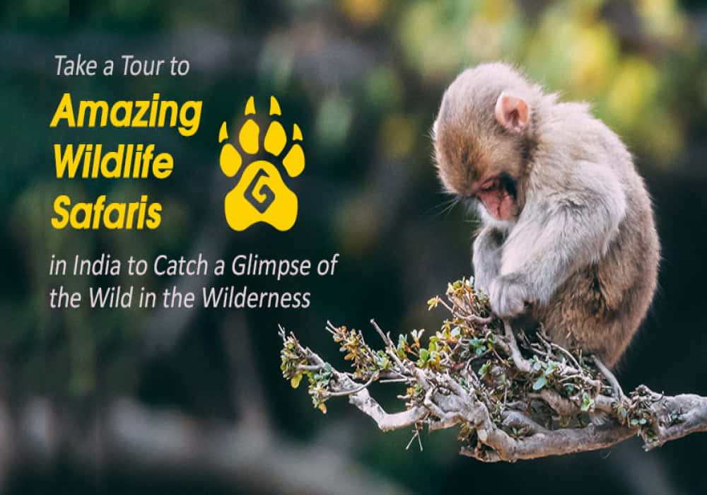 10 Most Amazing Wildlife Safaris In India